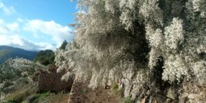 Scopri di più sull'articolo Festa della neve a San Biagio della Cima!