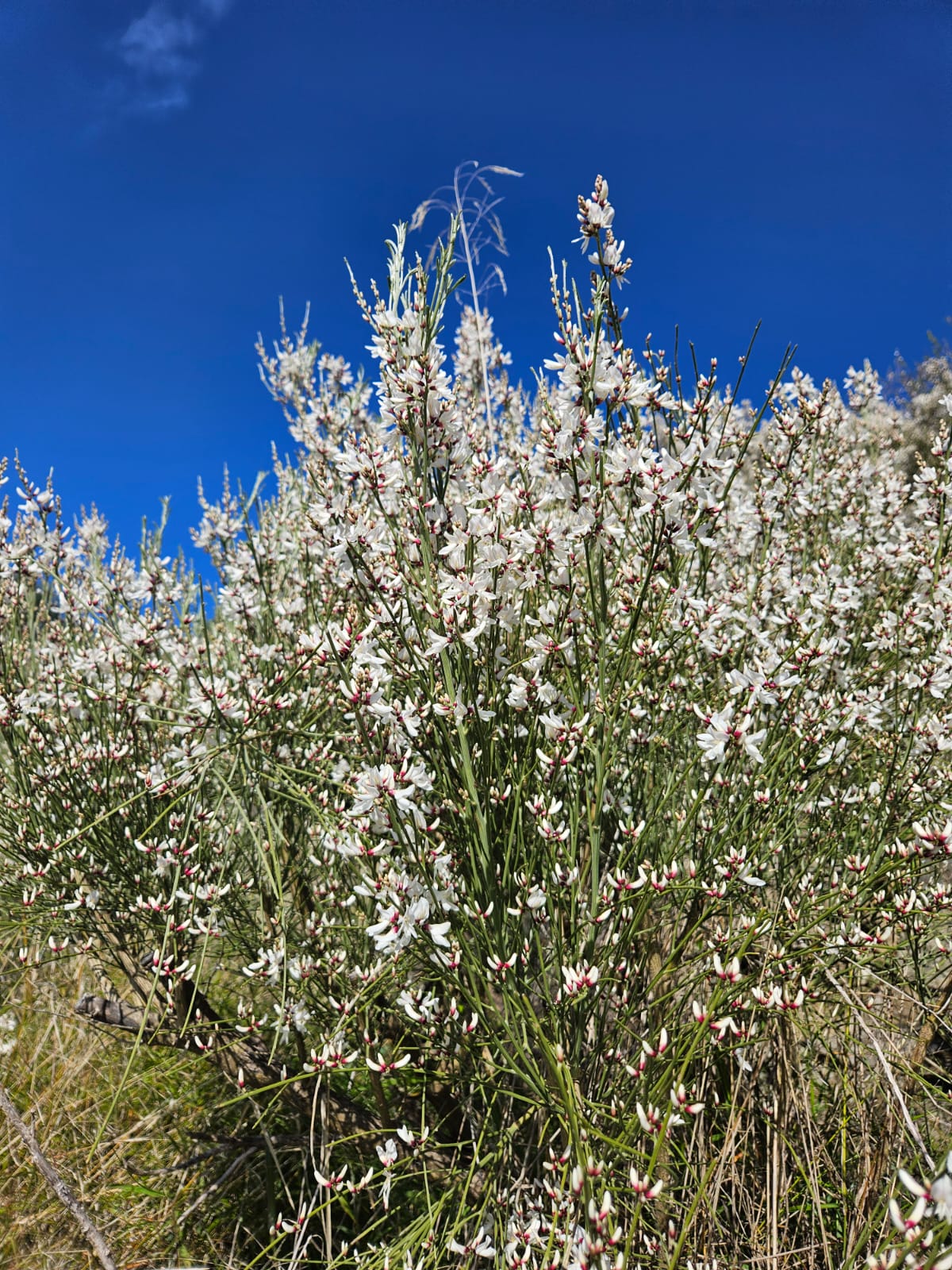 le ginestre fiorite in campo