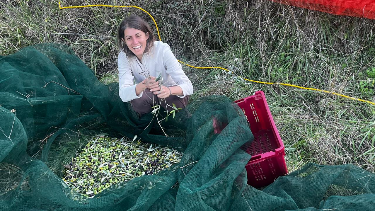 il piacere di raccogliere le olive